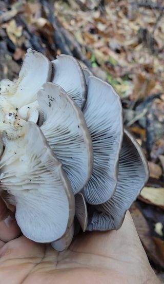 농사꾼 단비님의 자유주제 · 자유게시판 작성글 사진