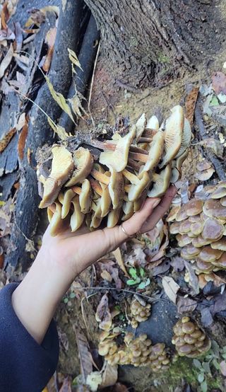 농사꾼 단비님의 자유주제 · 자유게시판 작성글 사진