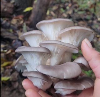 농사꾼 단비님의 자유주제 · 자유게시판 작성글 사진