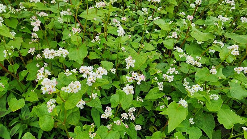 미쁨농원 님의 장터 판매 상품 [감귤꿀, 메밀꿀 2.4kg] 첨부 사진