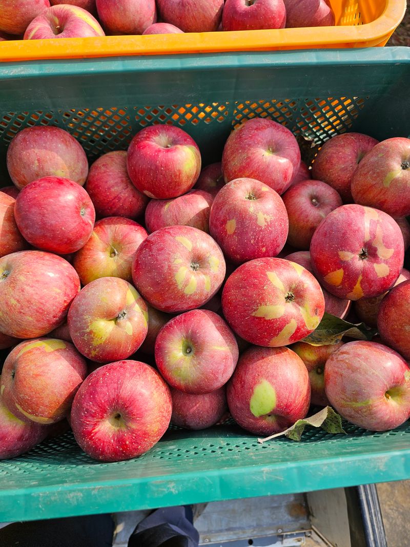 장터 상품 [후브락스 사과10kg] 썸네일