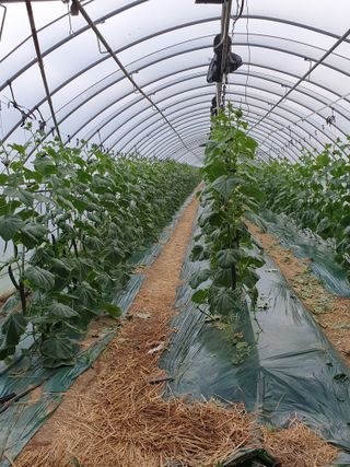 김인선님의 선도농가에 선정된 소감은? · 참여글 작성글 사진