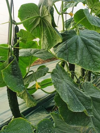 김인선님의 선도농가에 선정된 소감은? · 참여글 작성글 사진