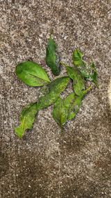 팜모닝 귤·병해충상담 게시글 이미지