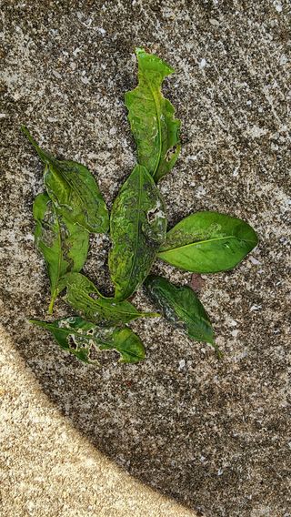 김경남님의 귤 · 병해충상담 작성글 사진