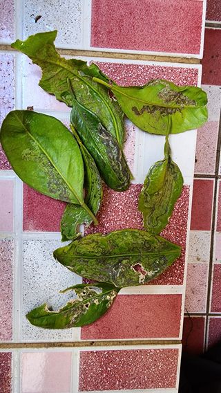 김경남님의 귤 · 병해충상담 작성글 사진