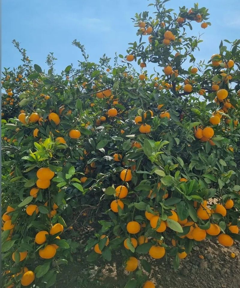 고권봉님의 장터 판매 상품 [조생귤 10kg(중소과)] 첨부 사진