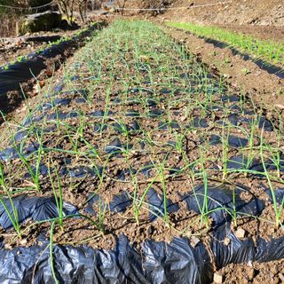 오케바리(옥경종)님의 선도농가에 선정된 소감은? · 참여글 작성글 사진