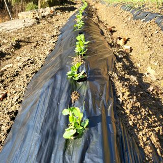 오케바리(옥경종)님의 선도농가에 선정된 소감은? · 참여글 작성글 사진