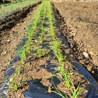오케바리(옥경종)님의 선도농가에 선정된 소감은? · 참여글 작성글 사진