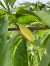 팜모닝 복숭아·병해충상담 게시글 이미지