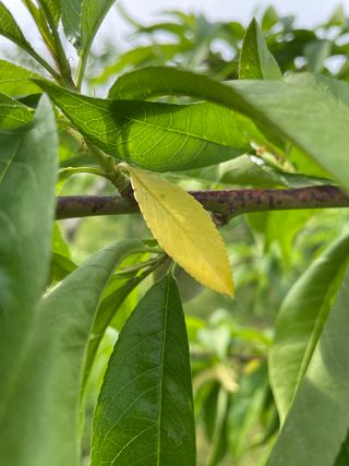 유랑생활님의 복숭아 · 병해충상담 작성글 사진