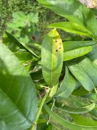 유랑생활님의 복숭아 · 병해충상담 작성글 사진