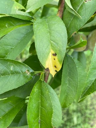 유랑생활님의 복숭아 · 병해충상담 작성글 사진