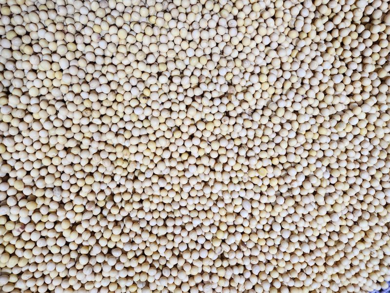 장터 상품 [종자용 메주콩 1kg] 썸네일