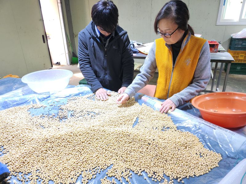 조일현님의 장터 판매 상품 [종자용 메주콩 1kg] 첨부 사진