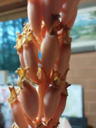 파머스팜X유성천마님의 기타작물 · 자유게시판 작성글 사진