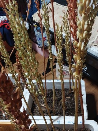 파머스팜X유성천마님의 기타작물 · 자유게시판 작성글 사진