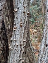 팜모닝 버섯·병해충상담 게시글 이미지