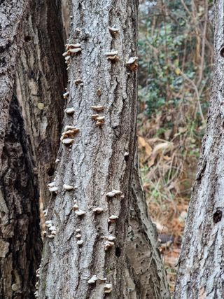 김 용희님의 버섯 · 병해충상담 작성글 사진