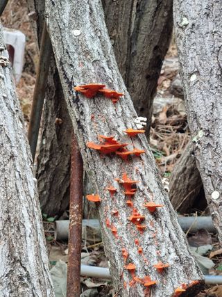 김 용희님의 버섯 · 병해충상담 작성글 사진