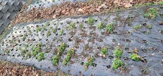 삼례텃밭지기님의 양파 · 자유게시판 작성글 사진