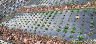 삼례텃밭지기님의 양파 · 자유게시판 작성글 사진