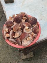 팜모닝 버섯·수확 게시글 이미지