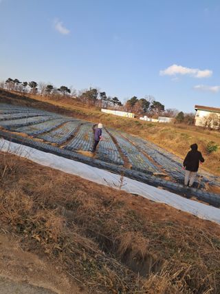 박인규님의 양파 · 자유게시판 작성글 사진