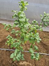 팜모닝 귤·병해충상담 게시글 이미지