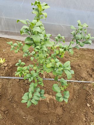 꿀벌과개미님의 귤 · 병해충상담 작성글 사진