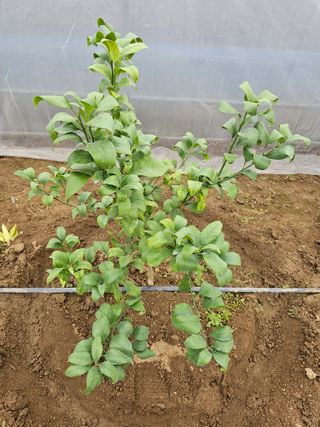 꿀벌과개미님의 귤 · 병해충상담 작성글 사진