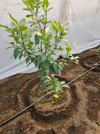 꿀벌과개미님의 귤 · 병해충상담 작성글 사진