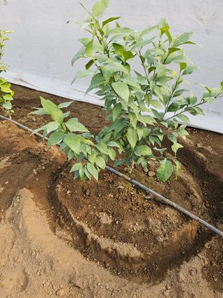 꿀벌과개미님의 귤 · 병해충상담 작성글 사진