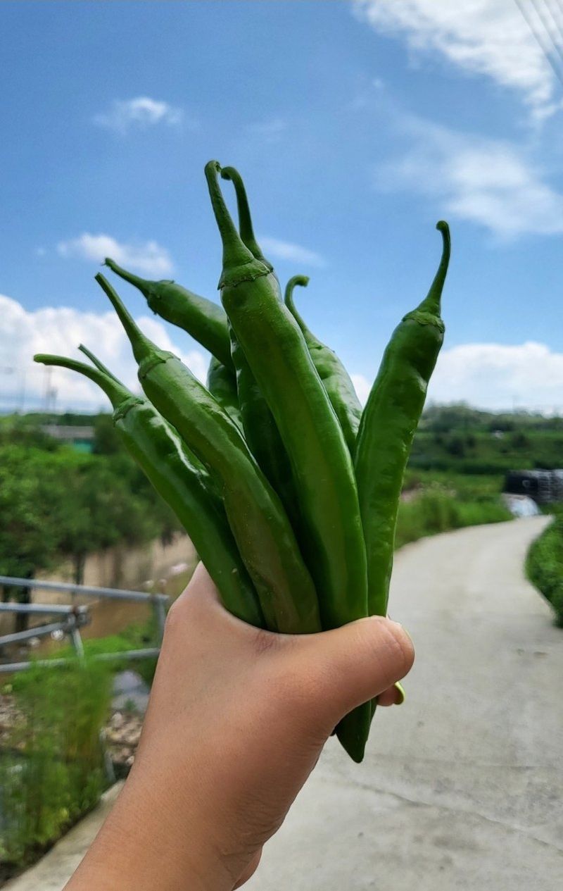 대산농사대장님의 장터 판매 상품 [풋고추 오이맛 1000립  ] 첨부 사진