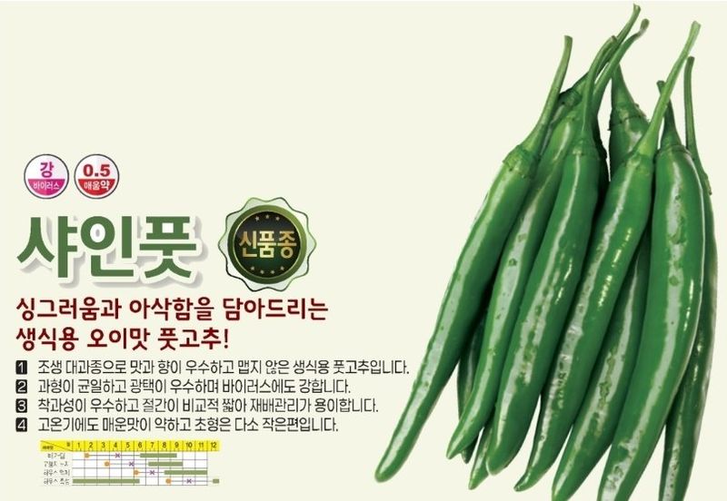 대산농사대장님의 장터 판매 상품 [풋고추 오이맛 1000립  ] 첨부 사진