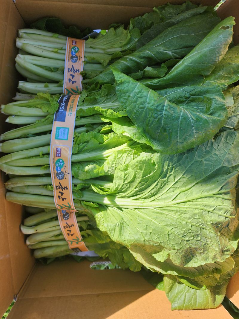 돌산갓스타님의 장터 판매 상품 [돌산갓 10kg] 첨부 사진