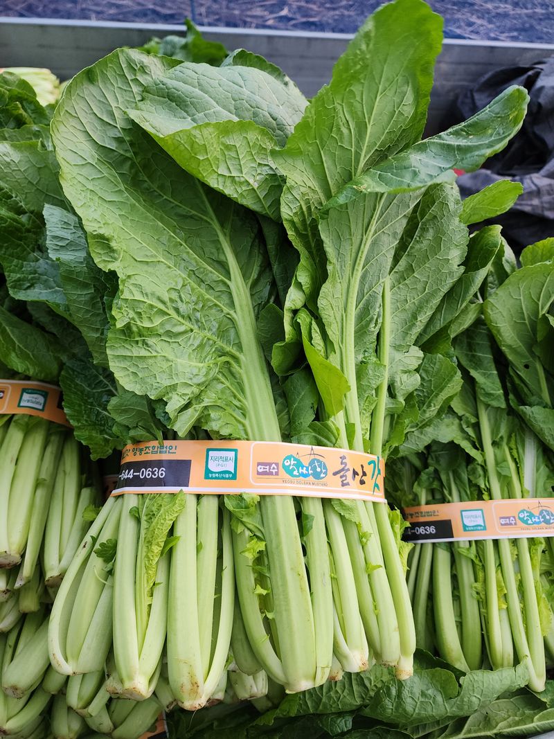 돌산갓스타님의 장터 판매 상품 [돌산갓 10kg] 첨부 사진