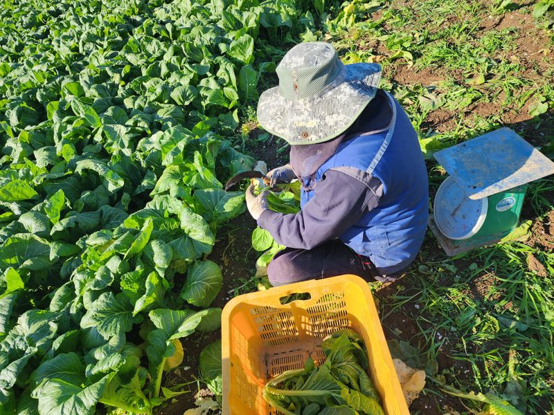돌산갓스타님의 장터 판매 상품 [돌산갓 10kg] 첨부 사진
