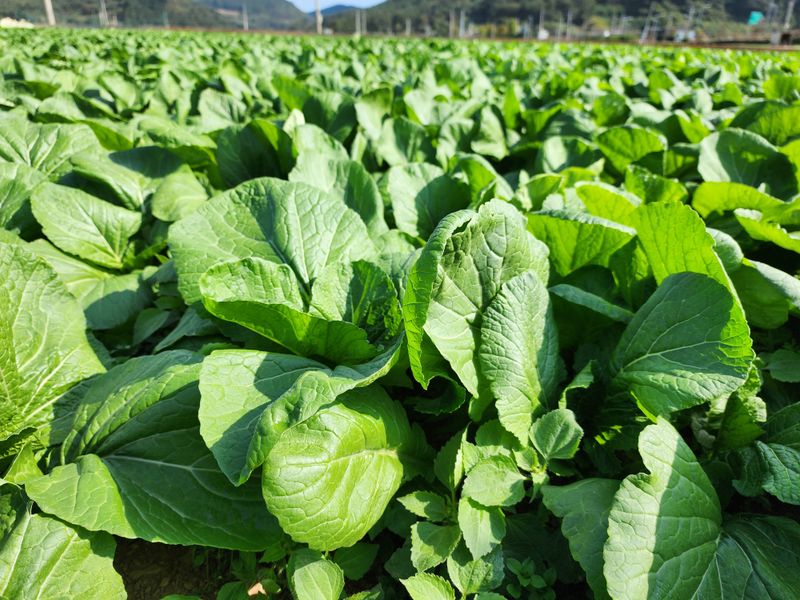 돌산갓스타님의 장터 판매 상품 [돌산갓 10kg] 첨부 사진