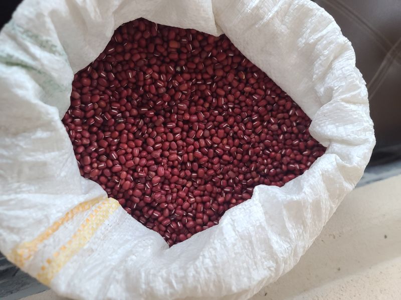 작은뜰 농원님의 장터 판매 상품 [햇 팥 1kg (판매 완료)] 첨부 사진