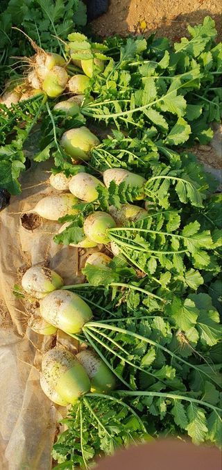 접시꽃님의 기타작물 · 자유게시판 작성글 사진