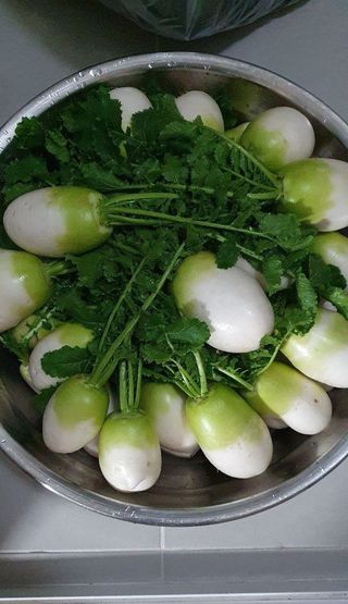 접시꽃님의 기타작물 · 자유게시판 작성글 사진