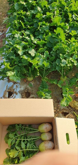 접시꽃님의 기타작물 · 자유게시판 작성글 사진