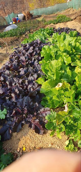 접시꽃님의 기타작물 · 자유게시판 작성글 사진