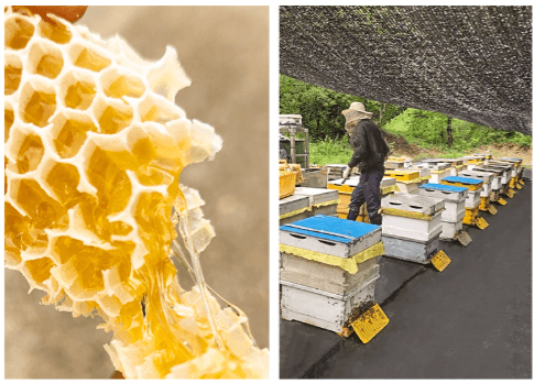 손정훈님의 장터 판매 상품 [청정지역 양구방산 천연벌꿀 손잡이 550g+550g 세트 [현우양봉달꿀]] 첨부 사진