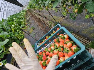 안성화님의 딸기 · 영농일지 작성글 사진