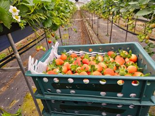 안성화님의 딸기 · 영농일지 작성글 사진