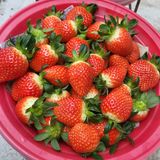 팜모닝 딸기·수확 게시글 이미지