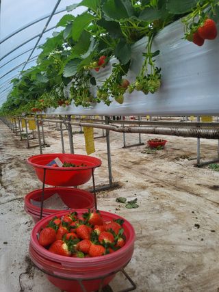 송명섭님의 딸기 · 수확 작성글 사진